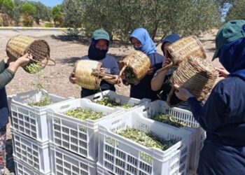 Ayvalık’ta Yılın İlk Zeytin Hasadı Yapıldı