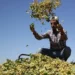Popüler lezzetin karanlık yüzü: Bir kilonun bedeli 7.600 litre su!