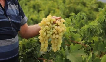 Bağlarda hasat başladı: Tarlada 20 TL, markette 80 TL’ye kadar çıkıyor