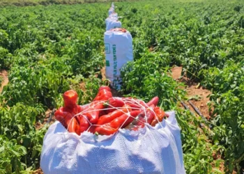 Hırsızlardan “hasat”: Bir gecede 1 ton biber çaldılar