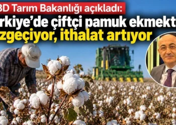 ABD Tarım Bakanlığı açıkladı: Türkiye’de çiftçi pamuk ekmekten vazgeçiyor, ithalat artıyor