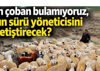 Bugün çoban bulamıyoruz, yarının sürü yöneticisini kim yetiştirecek?