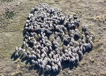 Maaşı tam 150 bin lira! Yeri, yemeği, sigarası da onlardan ama kimse çalışmıyor