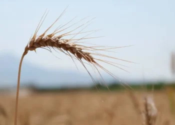 Düzce’de hibeli buğday projesi için başvurular başladı - Tarım Pusulası