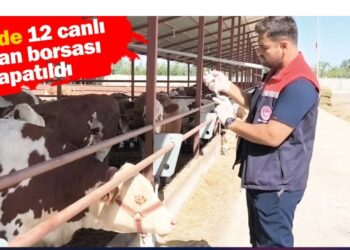 Adım adım et krizi başlıyor