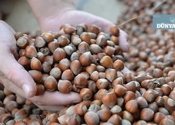 Karadeniz’in yeşil altını alarm veriyor