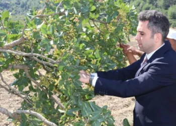 ‘Yeşil Altın’da hasat başladı: İlçenin yeni gelir kapısı oldu