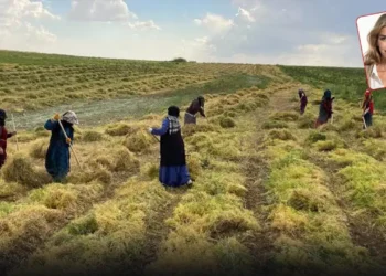 Anavatanında ithal mercimek dönemi: Türkiye üretti, Kanada kazandı