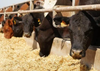 12 bin 680 hayvan üreticiyle buluştu: Destek 2028’e kadar sürecek
