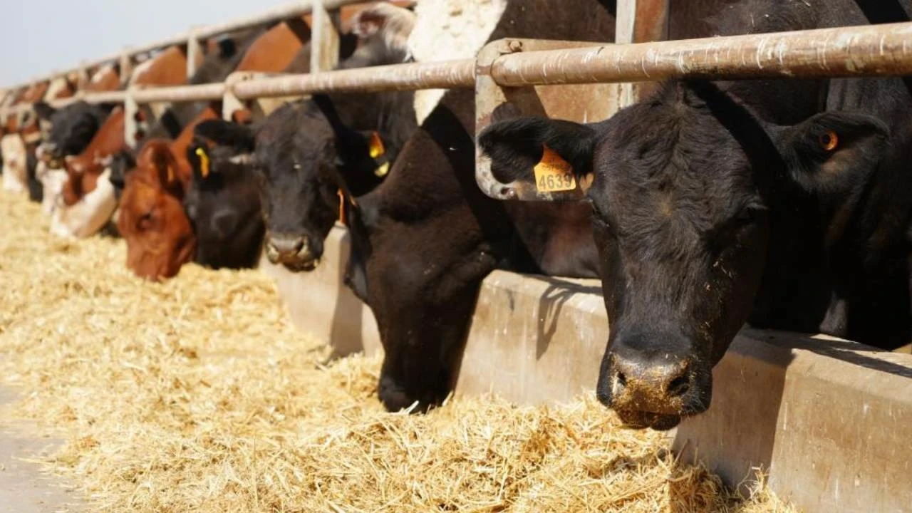 12 bin 680 hayvan üreticiyle buluştu: Destek 2028’e kadar sürecek