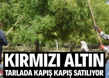 Kırmızı altın. Tarladayken kapış kapış satılıyor