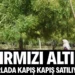 Kırmızı altın. Tarladayken kapış kapış satılıyor