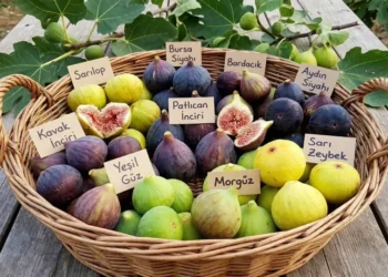 Taze incirin vücuda faydaları nelerdir? Düzenli incir tüketince vücutta neler olur?