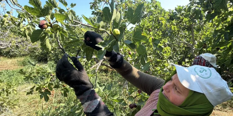 Hasat sadece 15 gün sürecek: Rekolte düştü ama yok satıyor 1 incir hasat