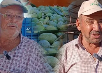 Çiftçinin zeytin isyanı