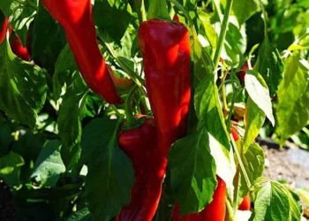 Kavurucu sıcakta zor şartlarda hasadı yapılan kapya biber tarlada 20 TLden alıcı buluyor