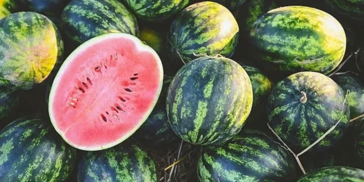 2 bin 500 ton karpuz tarlada bedava 1 karpuz