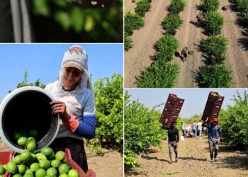 Adana’da mayer cinsi limonda hasat başladı