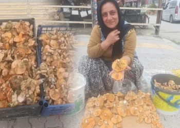 Saatlerce yürüyüp topluyorlar! Kilosu 250 TL’yi buluyor: Pazarda kapış kapış satılıyor