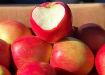 Namı büyük misket elması bu yıl bol ve uygun fiyatla geliyor