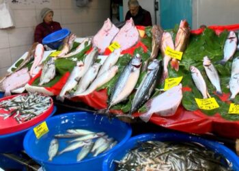 Palamut bolluğu somon, çupra ve levrek fiyatlarını düşürdü