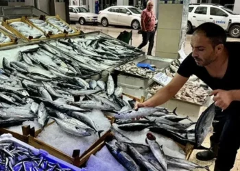Palamutun fiyatı dibe vurdu. Al al bitmiyor
