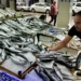 Palamutun fiyatı dibe vurdu. Al al bitmiyor