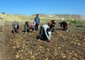 Tarlada kilosu 10 liraya kadar düştü, marketlerde hala 4 katına satılıyor!