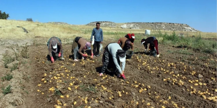 Tarlada kilosu 10 liraya kadar düştü, marketlerde hala 4 katına satılıyor! 1 patates 666