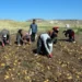 Tarlada kilosu 10 liraya kadar düştü, marketlerde hala 4 katına satılıyor! 7 Tarlada kilosu 10 liraya kadar düştü, marketlerde hala 4 katına satılıyor!