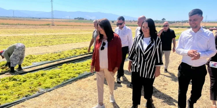 Şenol Sunat: Kuru üzüm alım fiyatı en az 150 TL olmalı 1 Şenol Sunat: Kuru üzüm alım fiyatı en az 150 TL olmalı - Tarım Pusulası