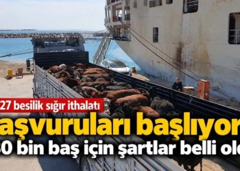 2027 besilik sığır ithalatı başvuruları başlıyor! 480 bin baş için şartlar belli oldu