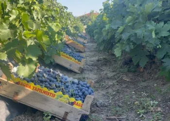 200 yıllık bağlarda yetişiyor, hasat başladı! Kilosu 200 lira
