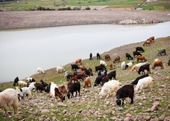 Türkiye toprakları yağışa doydu!