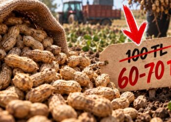 Rekolte Yüksek, Fiyat Düşük: Yer Fıstığında Kilo Fiyatı 60-70 Tl’ye Geriledi