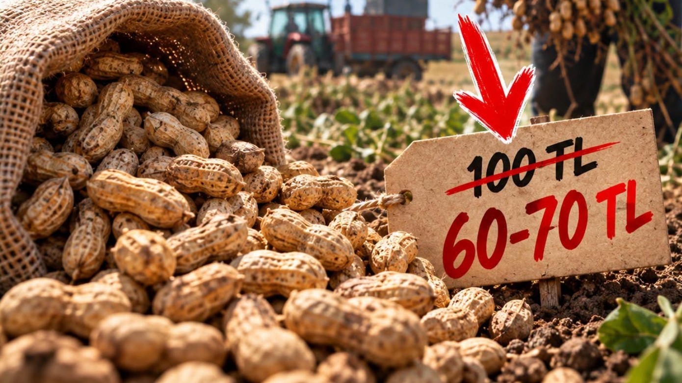 Rekolte Yüksek, Fiyat Düşük: Yer Fıstığında Kilo Fiyatı 60-70 Tl’ye Geriledi