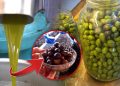 1 kilogram yağlık Gemlik zeytinin maliyeti belli oldu