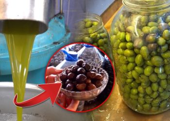 1 kilogram yağlık Gemlik zeytinin maliyeti belli oldu