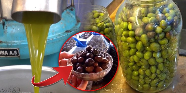 1 kilogram yaglik Gemlik zeytinin maliyeti belli oldu