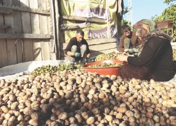 2 kilo ceviz 1 litre mazota yetmiyor