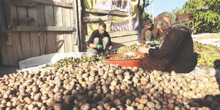 2 kilo ceviz 1 litre mazota yetmiyor