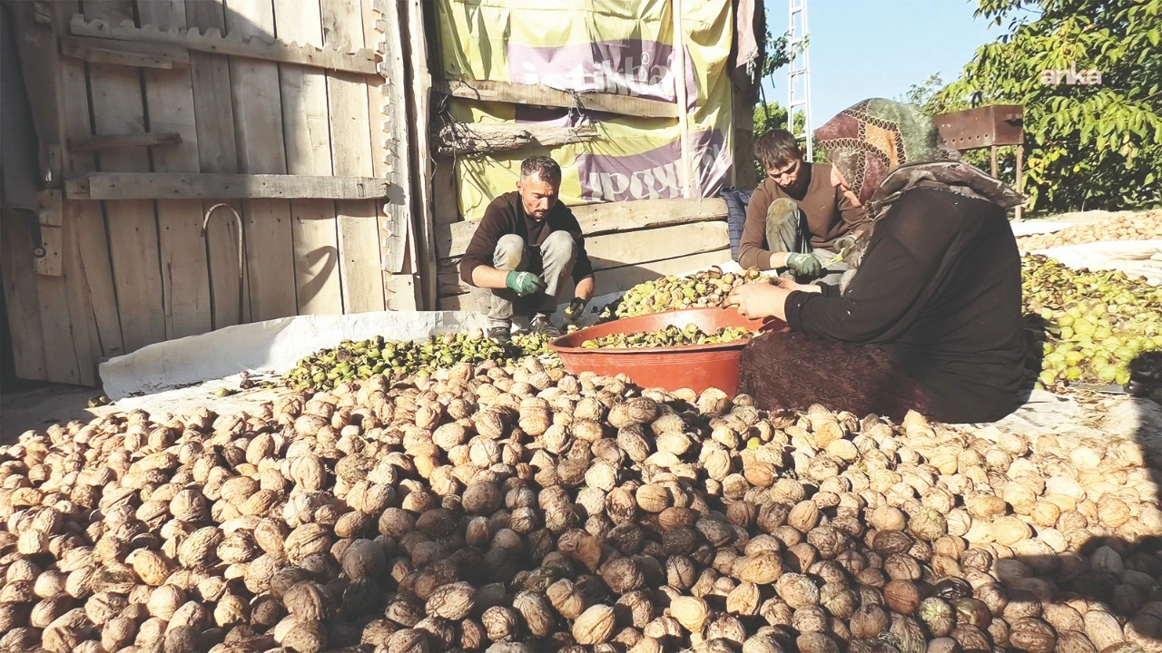 2 kilo ceviz 1 litre mazota yetmiyor