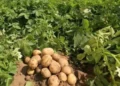 Almanya’da patates fiyatları tırmanıyor