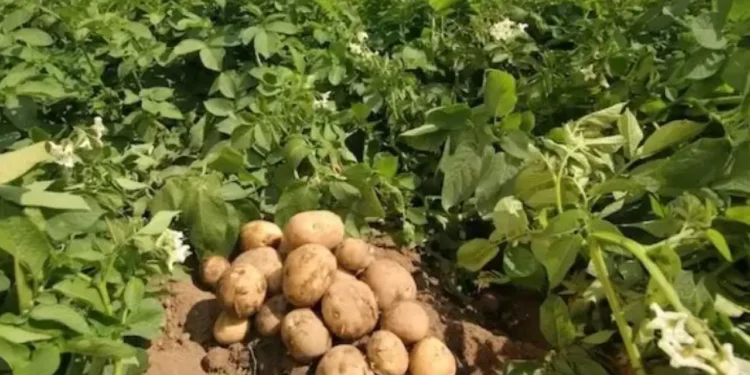 Almanya'da patates fiyatları tırmanıyor 1 Almanyada patates fiyatlari tirmaniyor