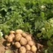 Almanya’da patates fiyatları tırmanıyor