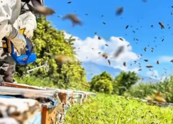 Arıcılığa başlayan gençlere hibe desteği; 774 bin TL hibeyle 260 kovan aldı