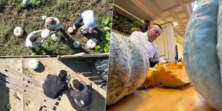 Sakarya’nın ‘Beyaz Elması’ hasat edildi: Tatlıdan çorbaya kadar pek çok üründe kullanılıyor! Tarlada 15 pazarda 30 TL 1 Beyaz Elma