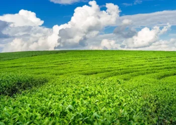 Çay bahçeleri yenilenecek, üretici gelirsiz kalabilir