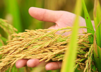 Çeltikte üreticinin talebi 60 lira, TMO 45 lira alım fiyatı açıkladı