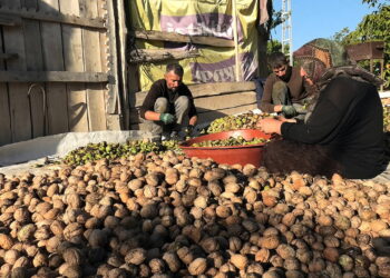 Ceviz hasadı başladı, üretici böyle dert yandı: ‘Her şey pahalandı, cevizde artış yok’